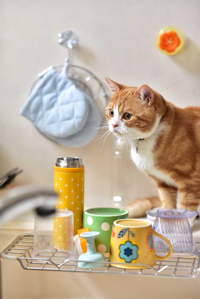 猫がキッチンの上を歩いている写真