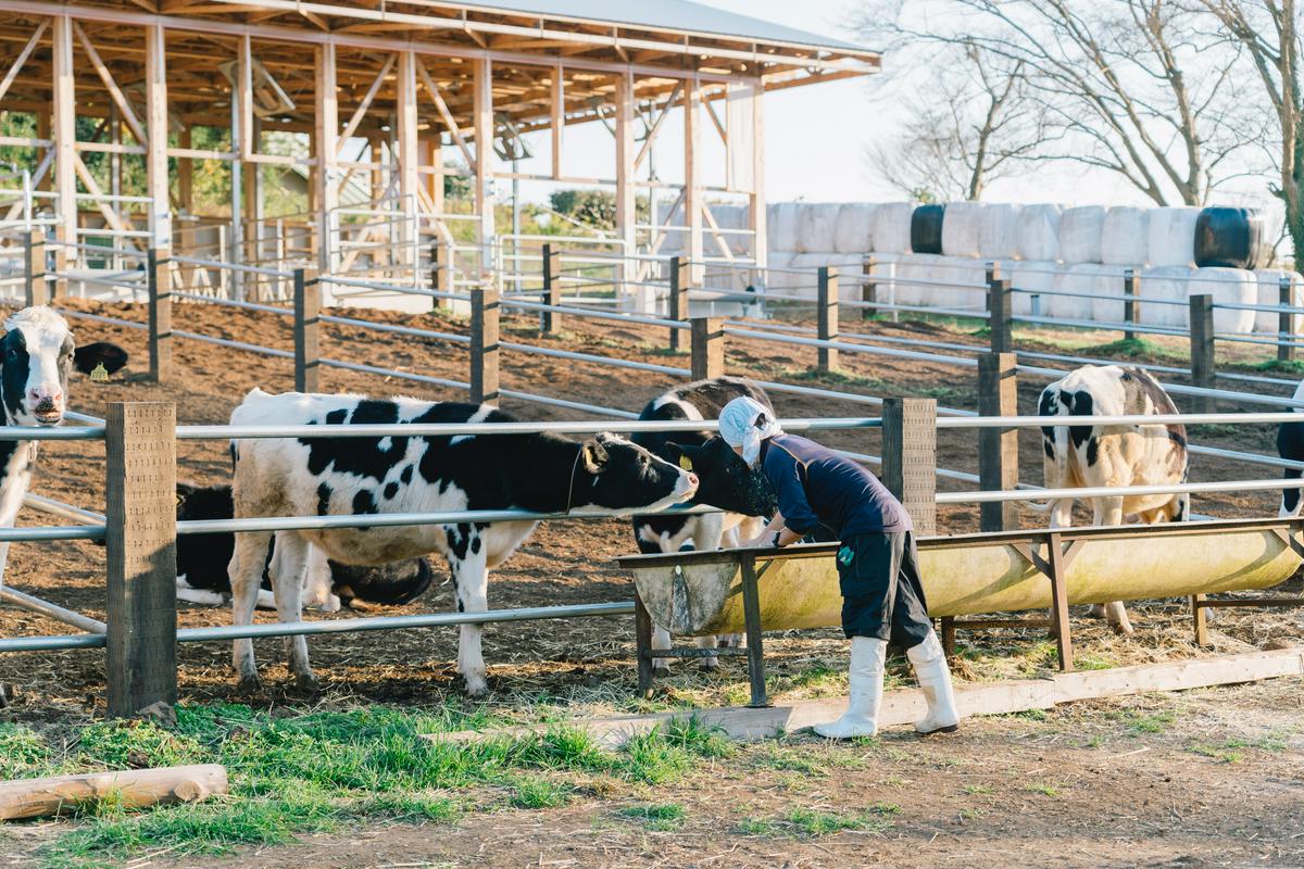 作品「cow house」の画像 その3 （建築家 : 松尾宗則 ・ 松尾遥）