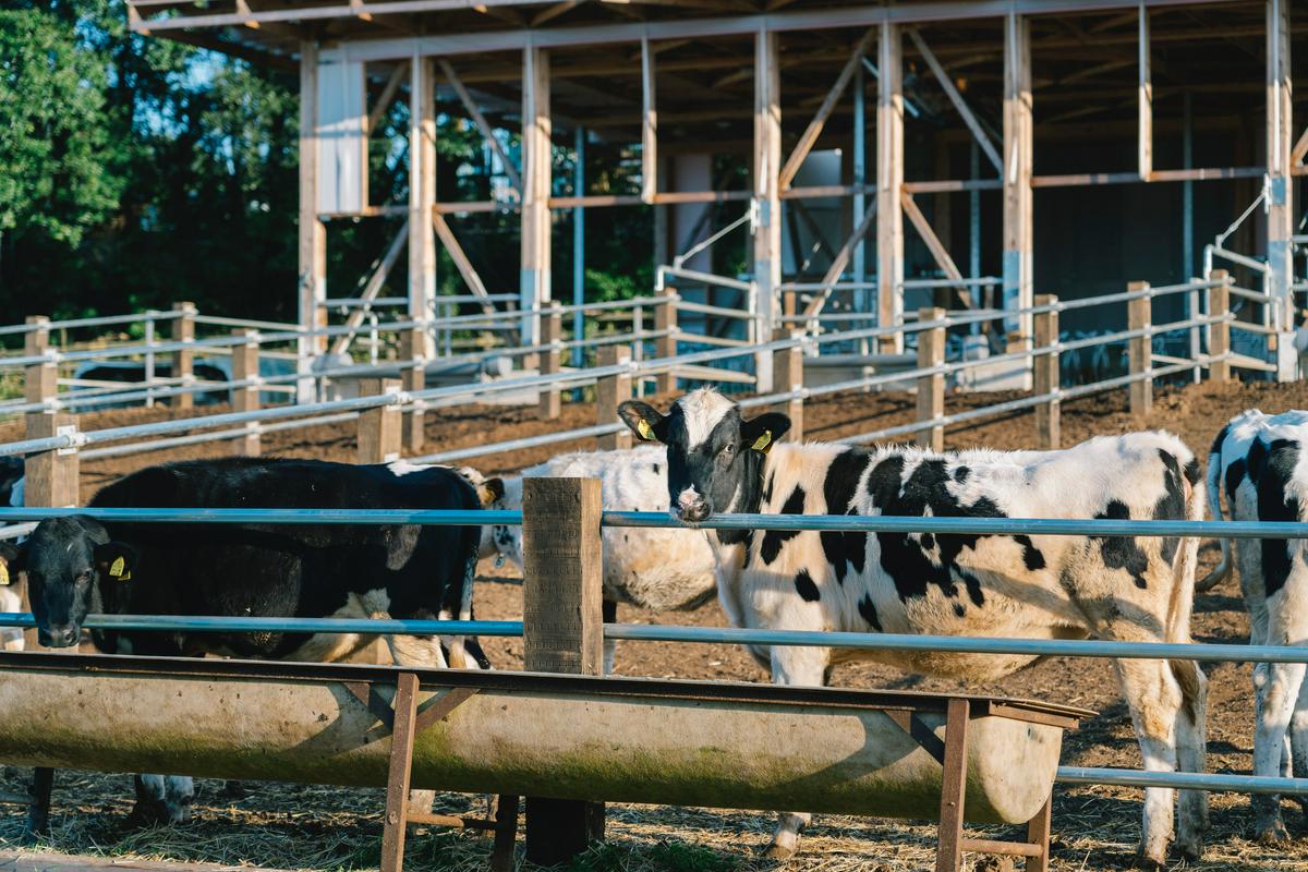 作品「cow house」の画像 その6 （建築家 : 松尾宗則 ・ 松尾遥）