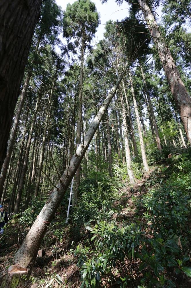 作品「timber messenger – 山から海へ旅するカフェ -」の画像 その2 （建築家 : 金野 千恵）